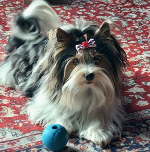 Biewer Yorkshire Terrier Deckrüde  Bild 7