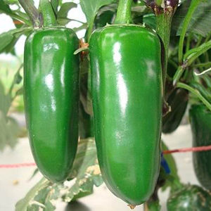 Samen Carolina Reaper, Chili De Cayenne, Jalapeno, Paprika rot gelb grün Bild 3