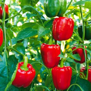 Samen Carolina Reaper, Chili De Cayenne, Jalapeno, Paprika rot gelb grün Bild 4