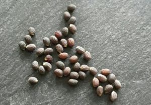 Verkaufe Samen von der Spuckpalme Bild 4