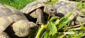 Schildkröte, Landschildkröten aus 2023 Bild 5