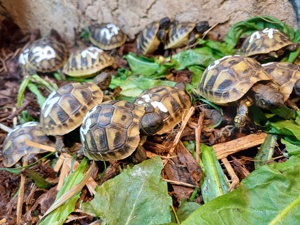 Schildkröte, Landschildkröten aus 2023 Bild 6