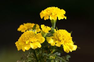 Verkaufe Samen von der Tagetes