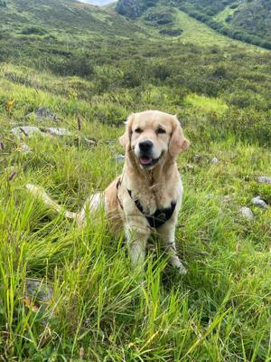 Golden Retriever Deckrüde sucht Hündin