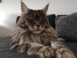 Maine coon Deckkater mit Stammbaum  Bild 3