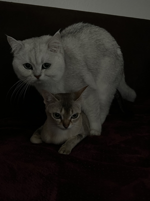 BKH  Deckkater mit Erfahrung Bild 10