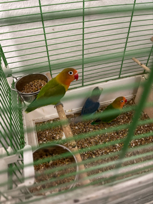 Junge Pfirsichköpfchen Bild 2