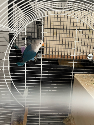 Junge Pfirsichköpfchen Bild 3