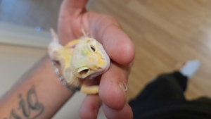 nehme leopardgeckos auf Bild 4