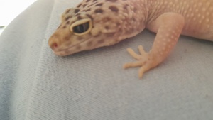 nehme leopardgeckos auf Bild 5