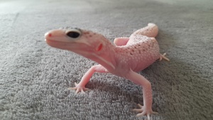 nehme leopardgeckos auf Bild 3