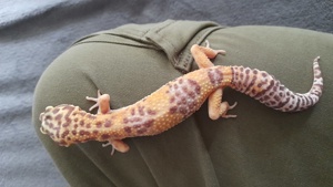 nehme leopardgeckos auf Bild 6