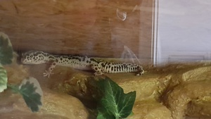 nehme leopardgeckos auf