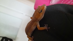 nehme leopardgeckos auf Bild 2