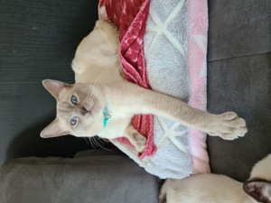 Deckkater Siamkatze reinrassig Lilac Point Bild 4