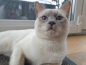 Deckkater Siamkatze reinrassig Lilac Point Bild 6