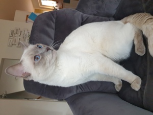 Deckkater Siamkatze reinrassig Lilac Point Bild 3