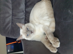 Deckkater Siamkatze reinrassig Lilac Point Bild 7