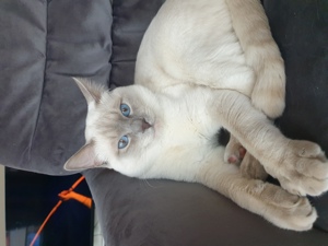 Deckkater Siamkatze reinrassig Lilac Point Bild 8