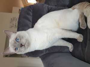 Deckkater Siamkatze reinrassig Lilac Point Bild 2