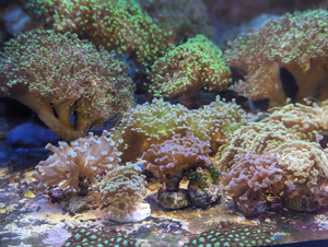 Ableger Meerwassser Korallen SPS LPS Eupylia Bild 9