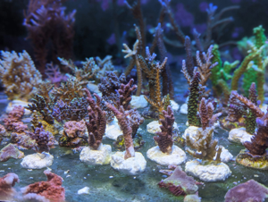 Ableger Meerwassser Korallen SPS LPS Eupylia Bild 6
