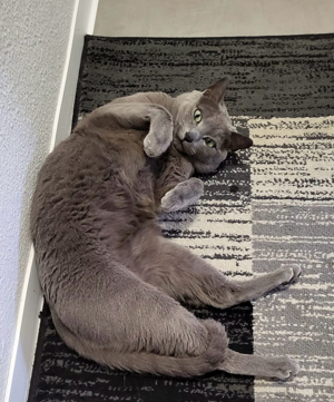 Deckkater russisch blau