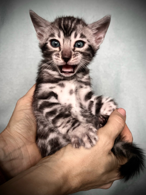Bengal Kitten Katze Kater black Silber Silver Silber xxl Rosetten Sparble Bild 6