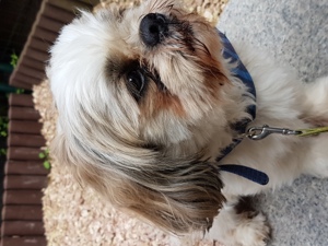 Ich bin der Sammy und hätte gern ein Date mit euch. Ich bin ein Deckrüde und stehe nicht zum Verkauf Bild 3