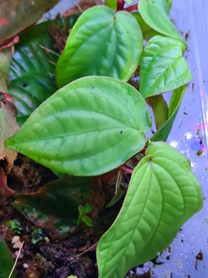 Sonerila spec Sekadau Red & Green blue, Melastomataceae, Regenwald Terrarium Pflanze, Rarität  Bild 3