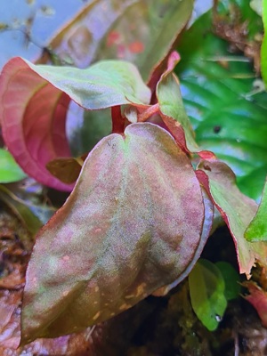 Sonerila spec Sekadau Red & Green blue, Melastomataceae, Regenwald Terrarium Pflanze, Rarität  Bild 2