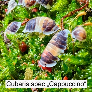 Biete asiatische Assel Cubaris spec  Cappuccino 