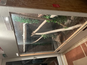 Tigerpython abzugeben mit oder ohne Terrarium  Bild 2