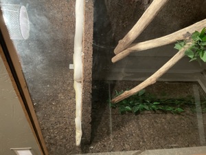 Tigerpython abzugeben mit oder ohne Terrarium  Bild 3