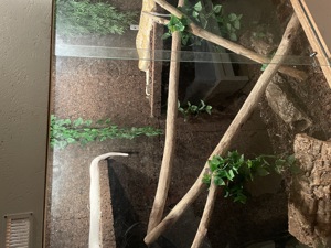 Tigerpython abzugeben mit oder ohne Terrarium  Bild 1