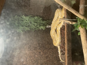 Tigerpython abzugeben mit oder ohne Terrarium  Bild 4