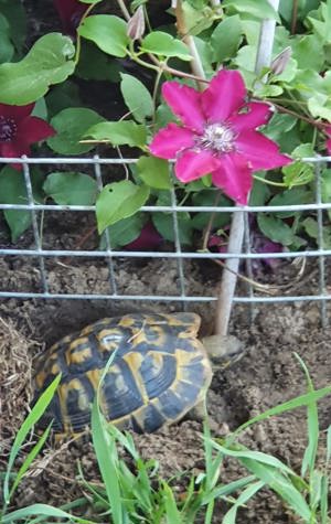 Griechische Landschildkröten