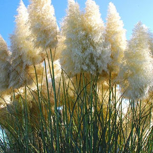 Verkaufe Pampasgrassamen blau, gelb, lila, rosa, weiß oder gemischt Bild 5