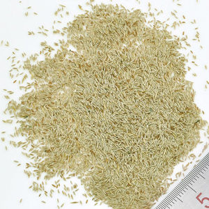 Verkaufe Pampasgrassamen blau, gelb, lila, rosa, weiß oder gemischt Bild 6