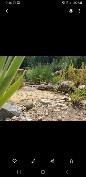 Griechische Landschildkröten