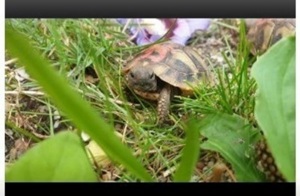 Griechische Landschildkröten 