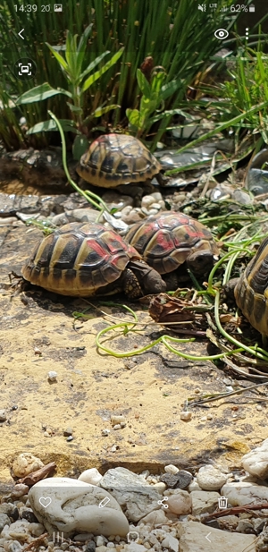 Griechische Landschildkröten  Bild 3