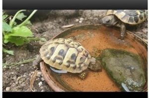 Griechische Landschildkröten  Bild 2