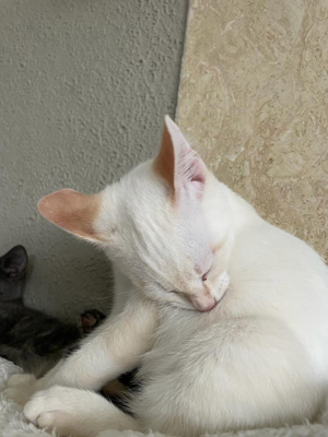 süßes weißes katzenbaby Bild 2