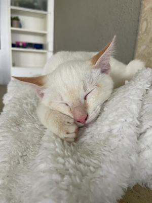 süßes weißes katzenbaby Bild 3