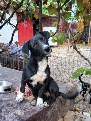 Cara - süßes Hundemädel sucht ein Traumzuhause (wartet in Rumänien)