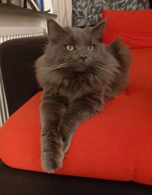 Blue Smoke Maine Coon DECKKATER ( kein Verkauf!! ) Bild 10