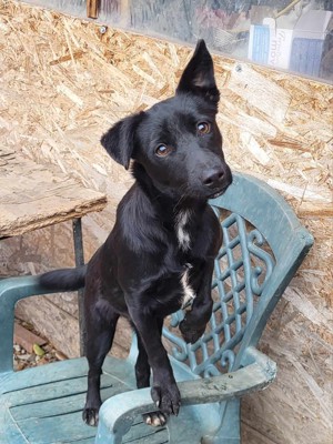 ZIPPY - verspieltes Hundekind auf Körbchensuche (wartet in Rumänien) Bild 1