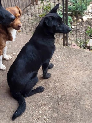 ZIPPY - verspieltes Hundekind auf Körbchensuche (wartet in Rumänien) Bild 9