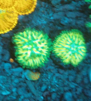 Korallenableger- Cycloseris fralinae Pilzkoralle Bild 3